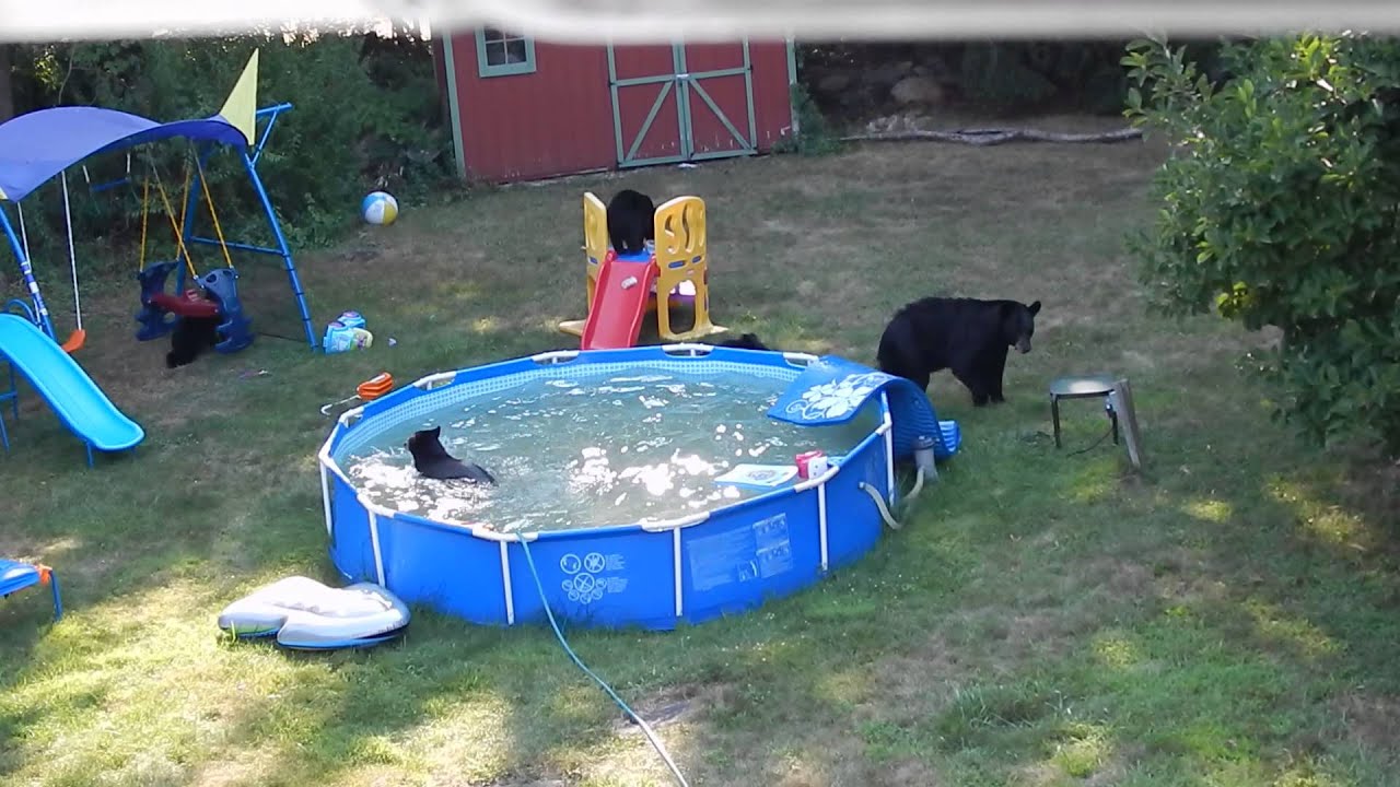 A group of black bears caught a New Jersey family by 