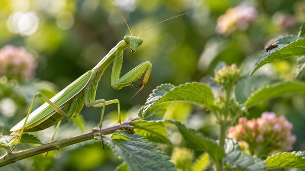 What Do Praying Mantises Eat? Diet in the Wild and Captivity