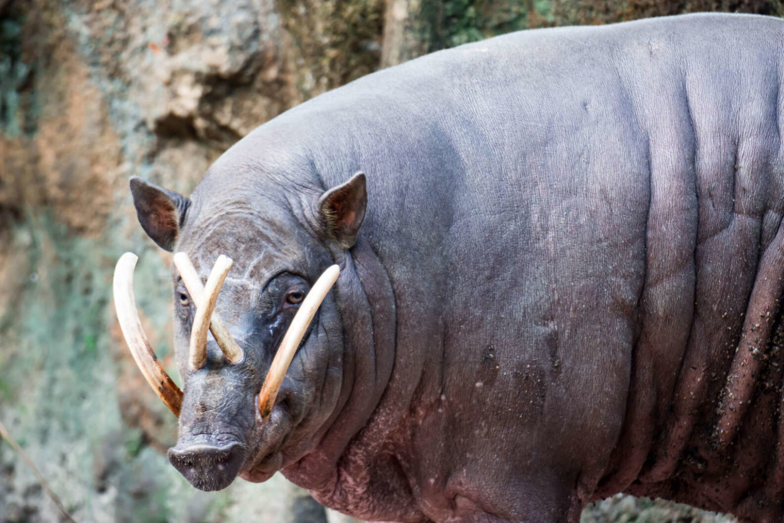 This Wild Pig Is Very Long, Curved and Has The Craziest-Looking Teeth ...