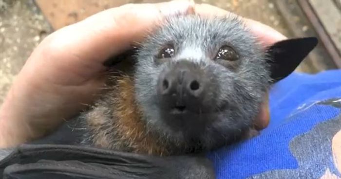 Watch This Cute Video Of The Baby Bat That Squeaks While Being Petted