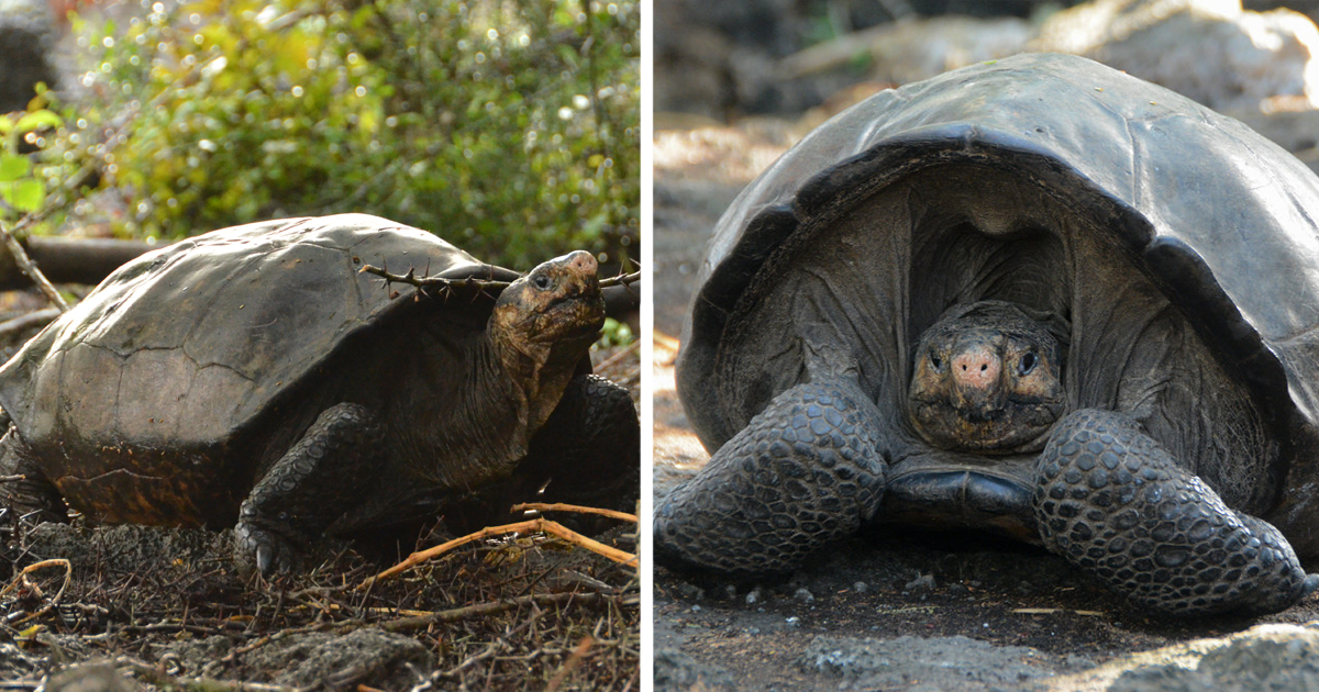 After A Century, The Fernandina Giant Tortoise Reappears HeavenOf Animals