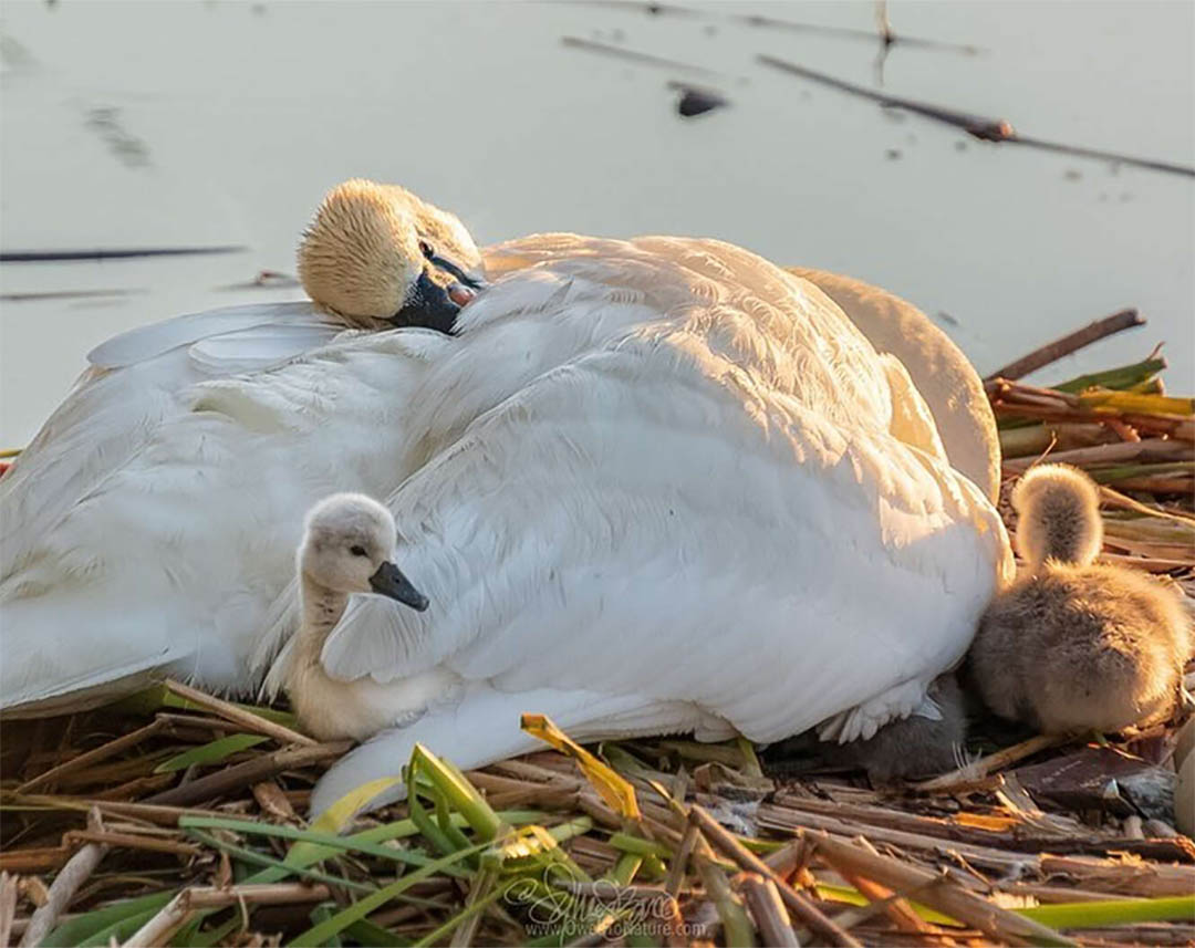 Лебединый папа Гамбург. Swan father. Став лебедь. Во сколько встают лебеди.