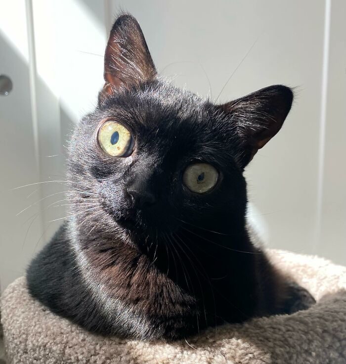 Meet Jinx A Cute Black Cat With Big Eyes That Is Named Mayor Of A Small Michigan Town Daily