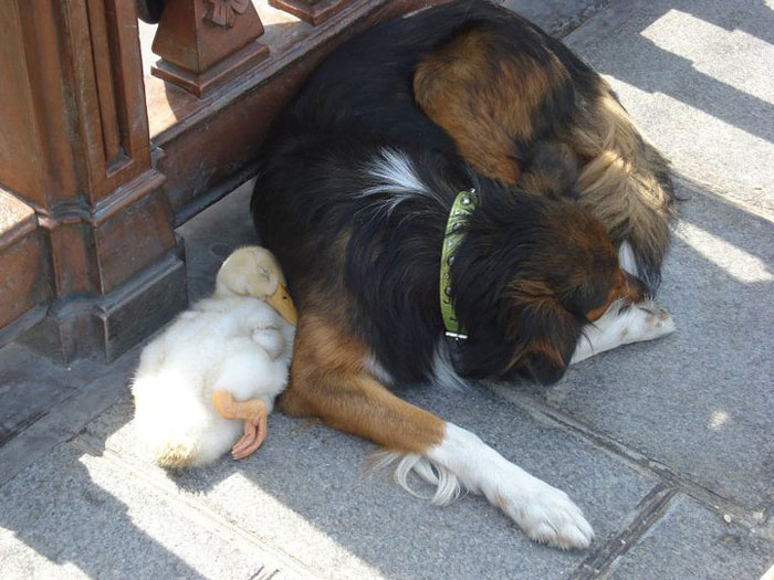 The adorable dog and duck couple were spotted cuddling each other in Paris