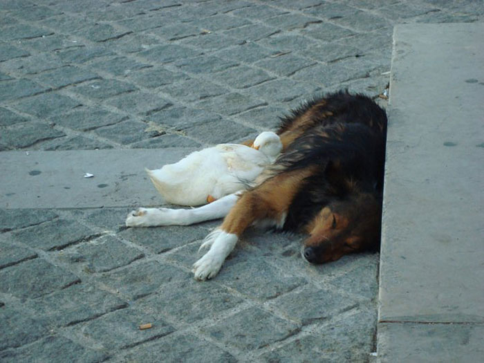 The adorable dog and duck couple were spotted cuddling each other in Paris