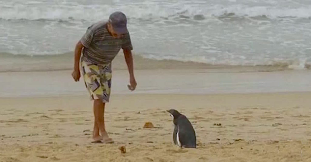 Man Saves Penguin And Now They Are Best Friends! – Daily Animal news